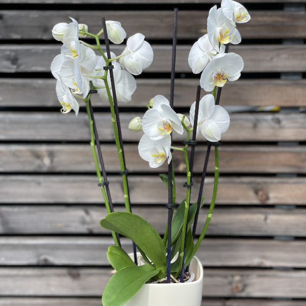 Orchideenpflanze mit Übertopf Bild 1