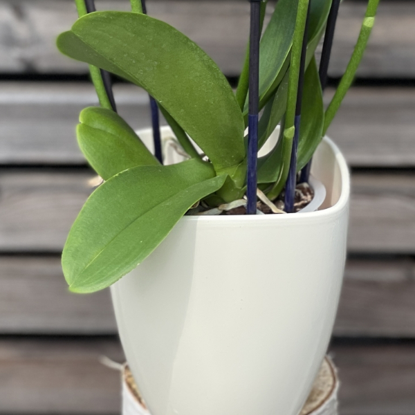 Orchideenpflanze mit Übertopf Bild 3